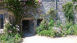 Haddon Hall roses in bloom