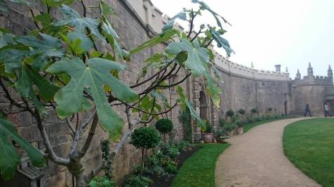 Bolsover fig and wall niche